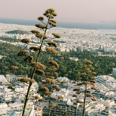 Tall agave plants in the foreground with a cityscape and greenery in the background.